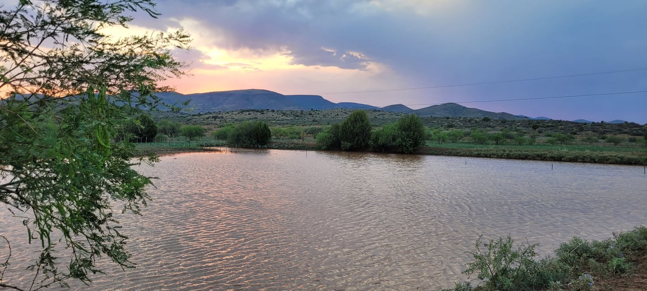 Blue Bell Quarter Horses