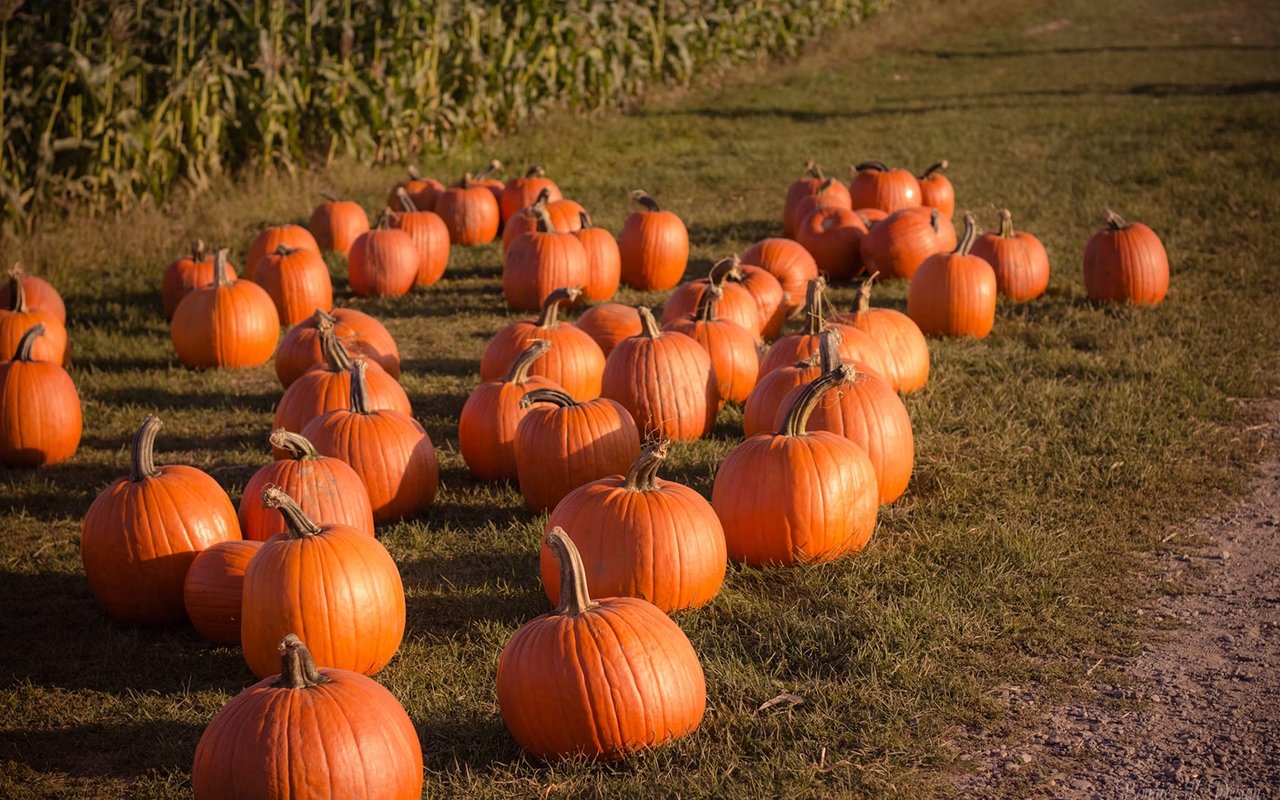 Pumpkins scattered across a grassy patch beside tall corn stalks in warm sunlight.