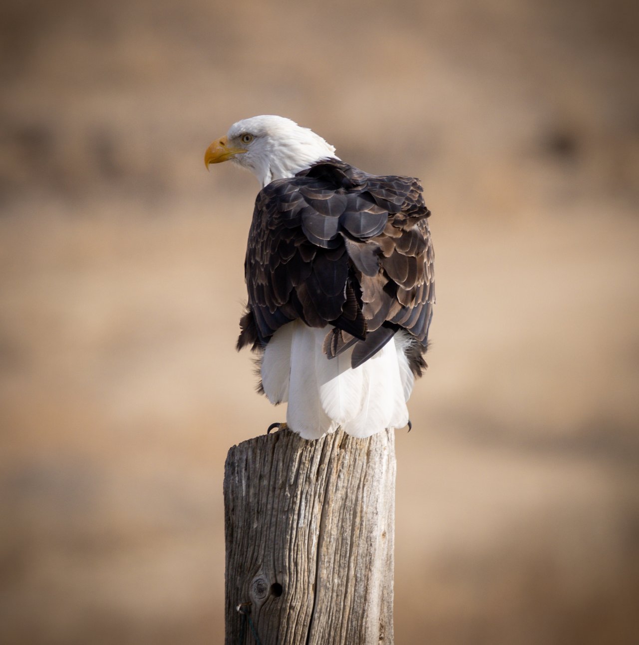 Into the Wild: Monica Breckenridge’s Unforgettable Journey at The Wild Animal Sanctuary Subtitle