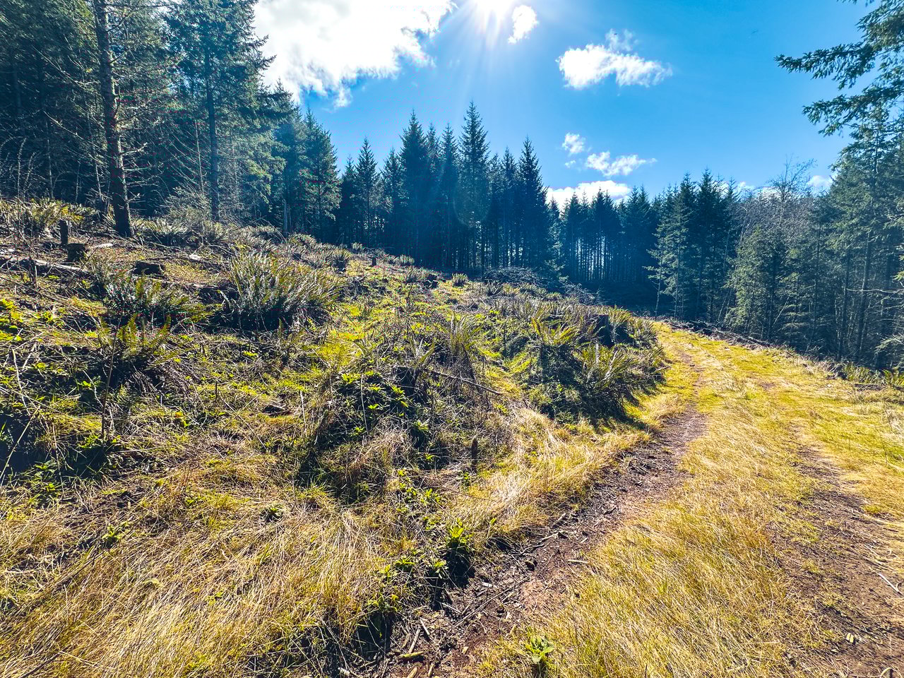 Marion Woods - Auction