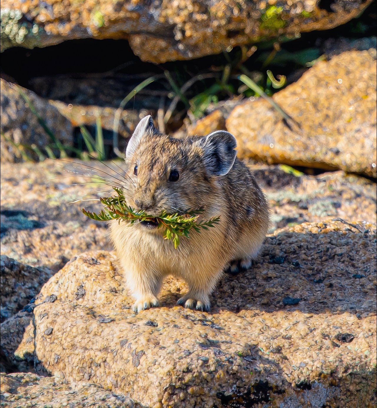 Into the Wild: Discovering Rocky Mountain National Park with Monica