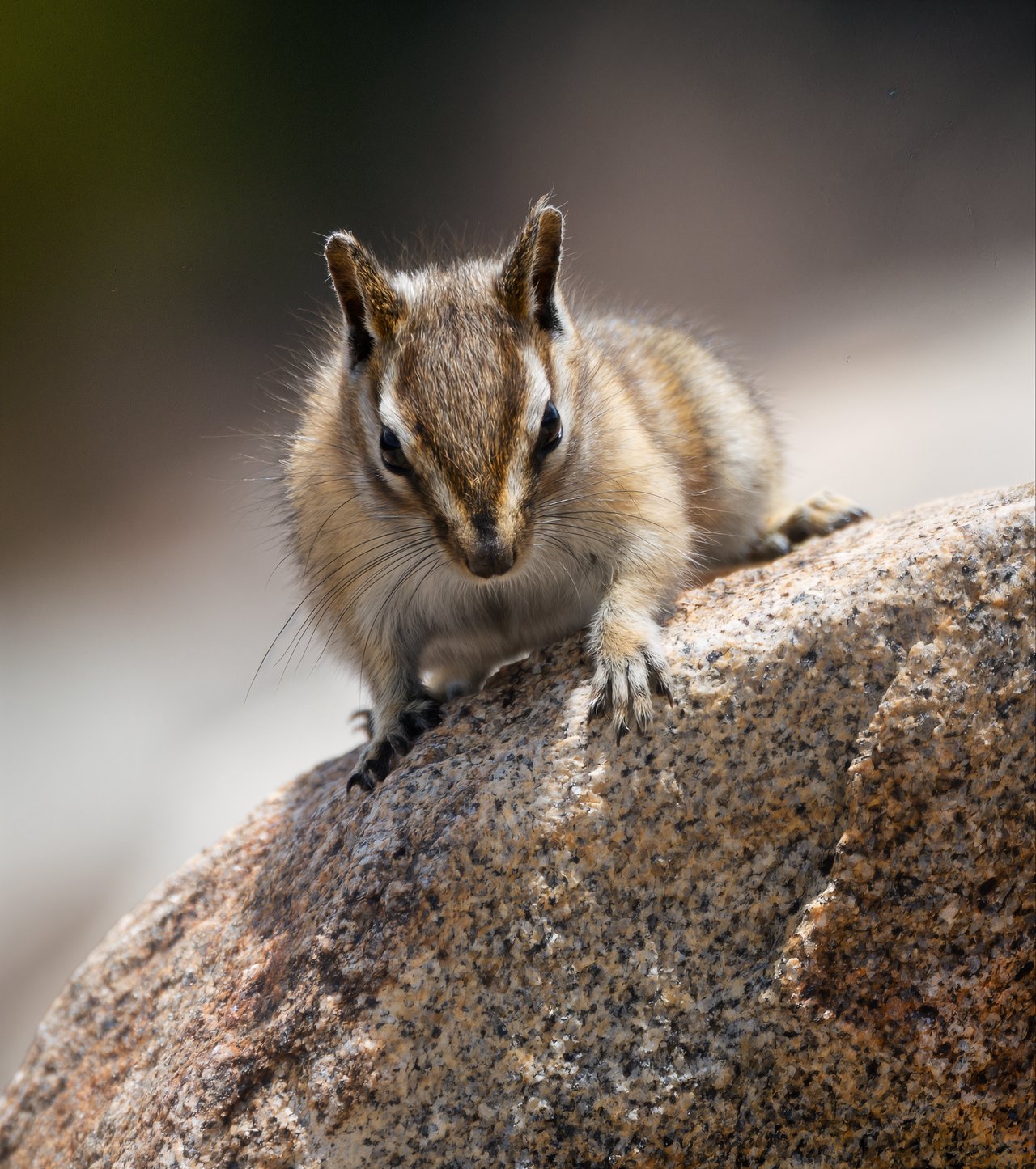 Into the Wild: Discovering Rocky Mountain National Park with Monica
