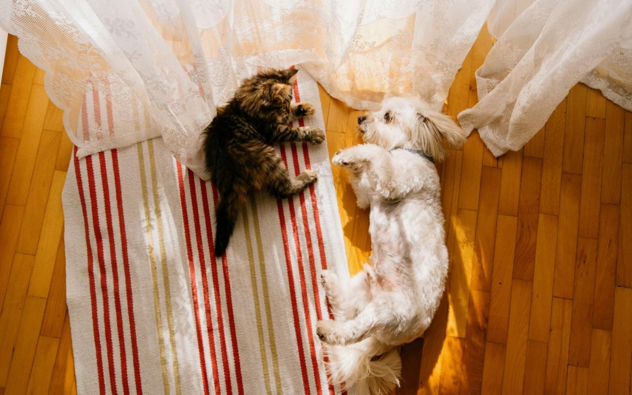 Tips for Moving with Pets