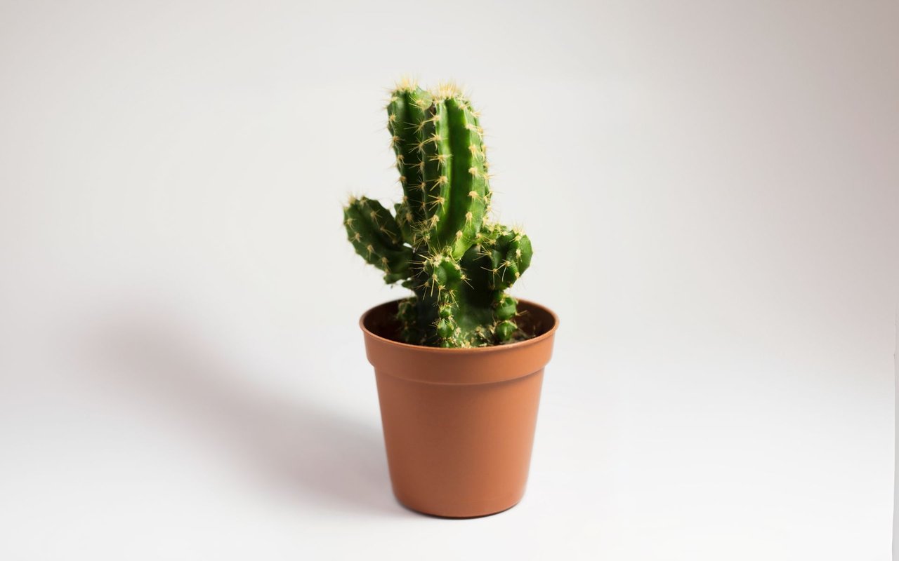 Colorado is in the Lead of the Tiny Home Trend