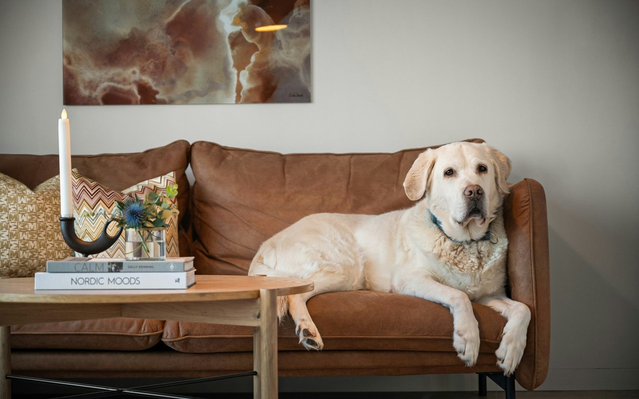 Humane Society Stays at Capacity, Seeks Pet Adopters