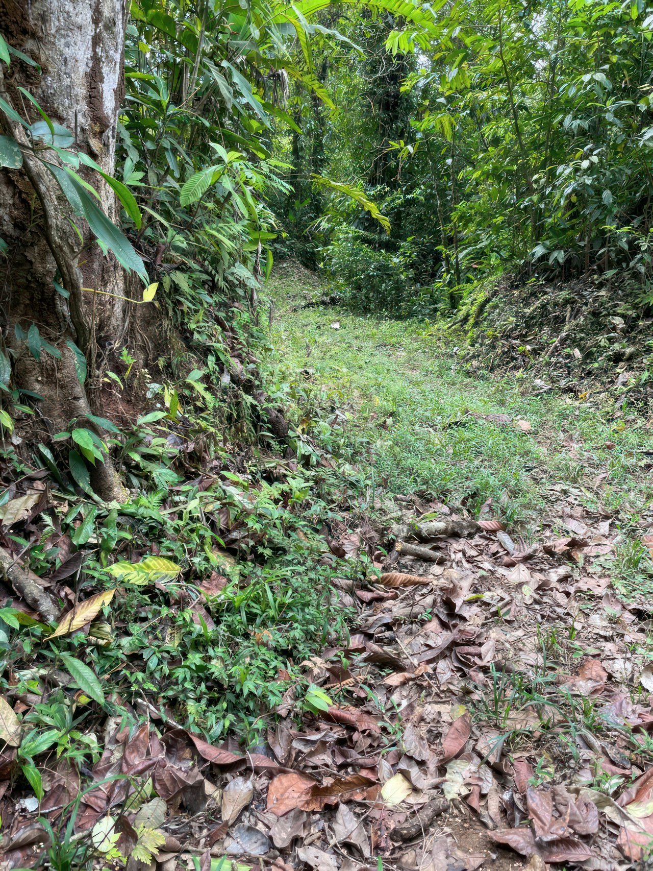 Conservation Only | $1 per Square Meter (61,77 acres)
