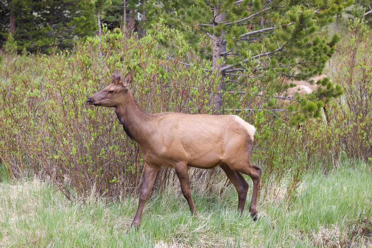 Where the Road Meets the Sky: Driving Trail Ridge Road