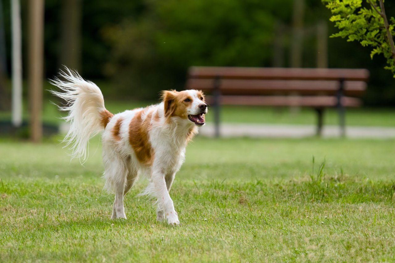 Dog-Friendly Neighborhoods in McLean, VA: Where You and Your Pup Will Love Living in 2026