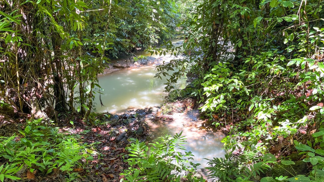 Five Star Private Rainforest Estate on Acreage with Creek