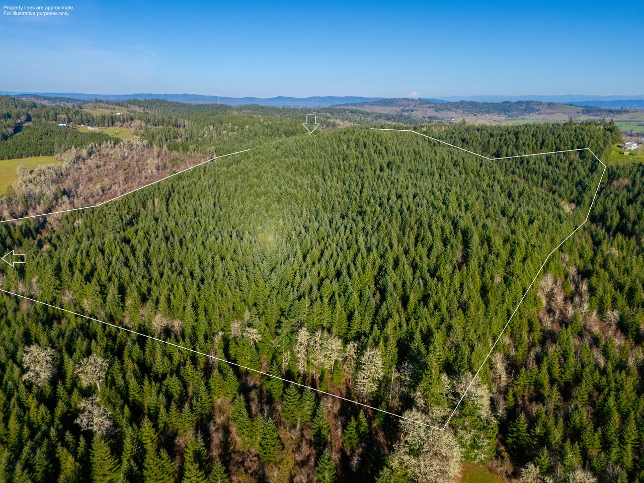 Liberty Forest Auction