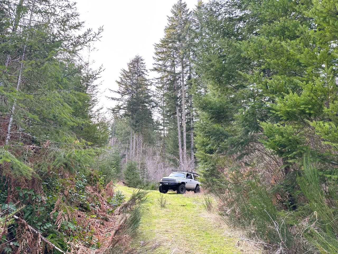 ARC Woods
