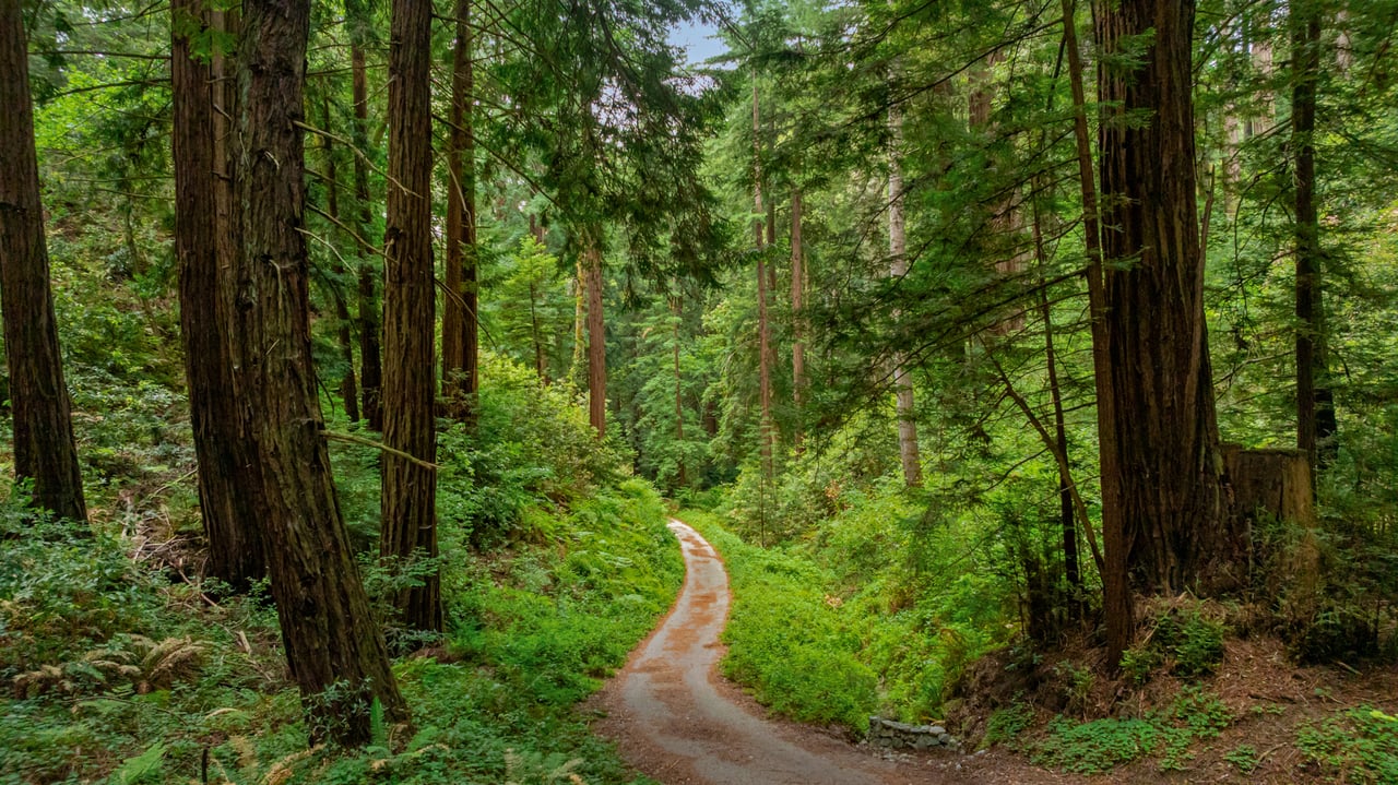 Rare Redwood Acreage in Scotts Valley