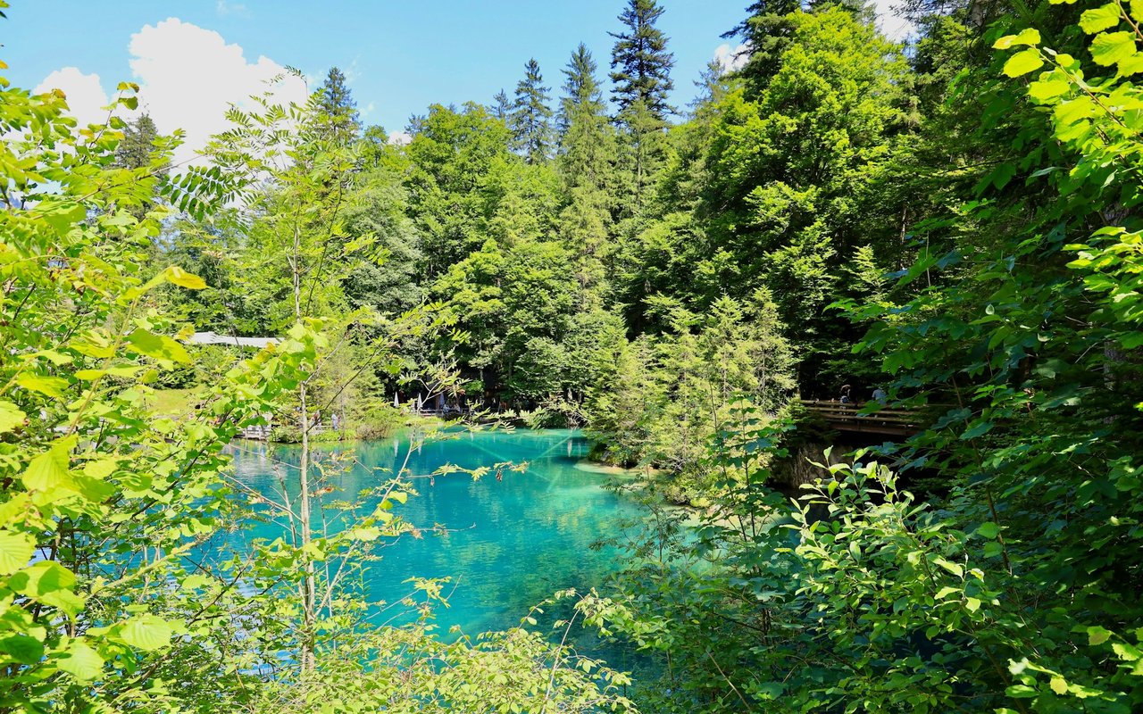 Turquoise pond surrounded by dense green forest and leafy vegetation.