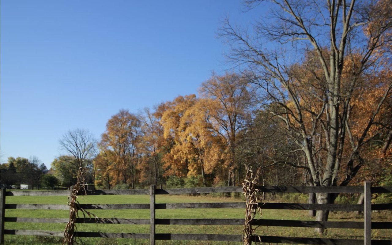 Inside Bedford’s Equestrian Scene: Horse Farms and Riding Culture