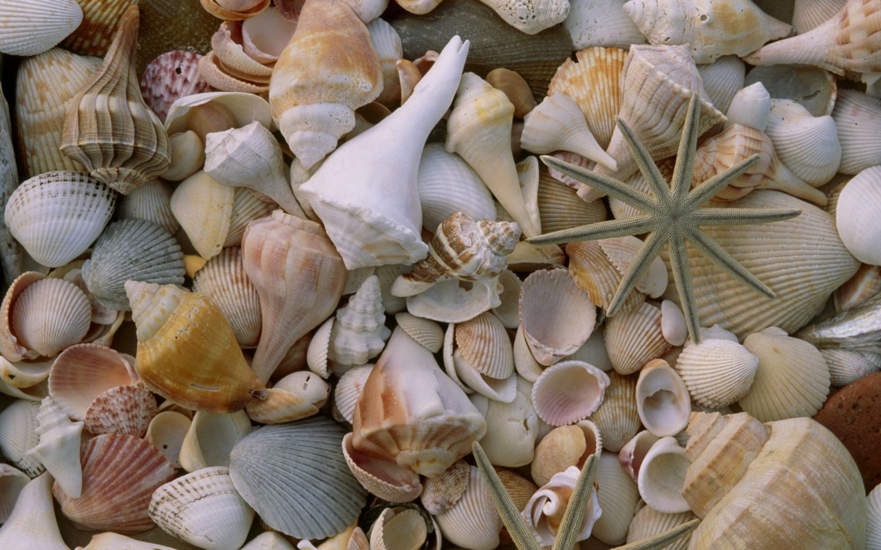 Image Form