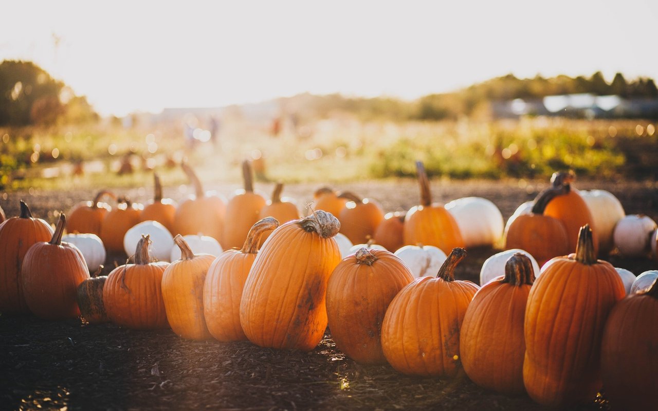 Some of the Best Pumpkin Patches And Fall Festivals in Colorado