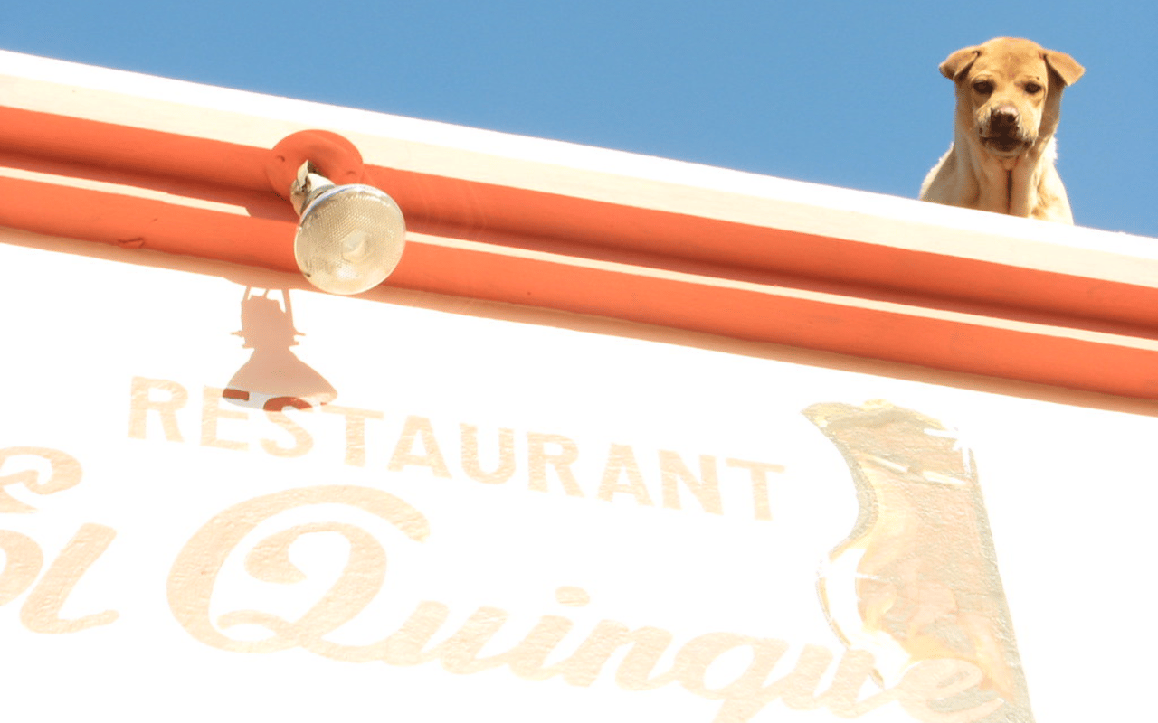 Pet-Friendly Restaurants in Pittsburgh, PA