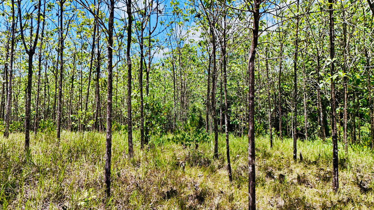 Prime 1.24-Acre Land in Matapalo / San Andrés – Ready to Build