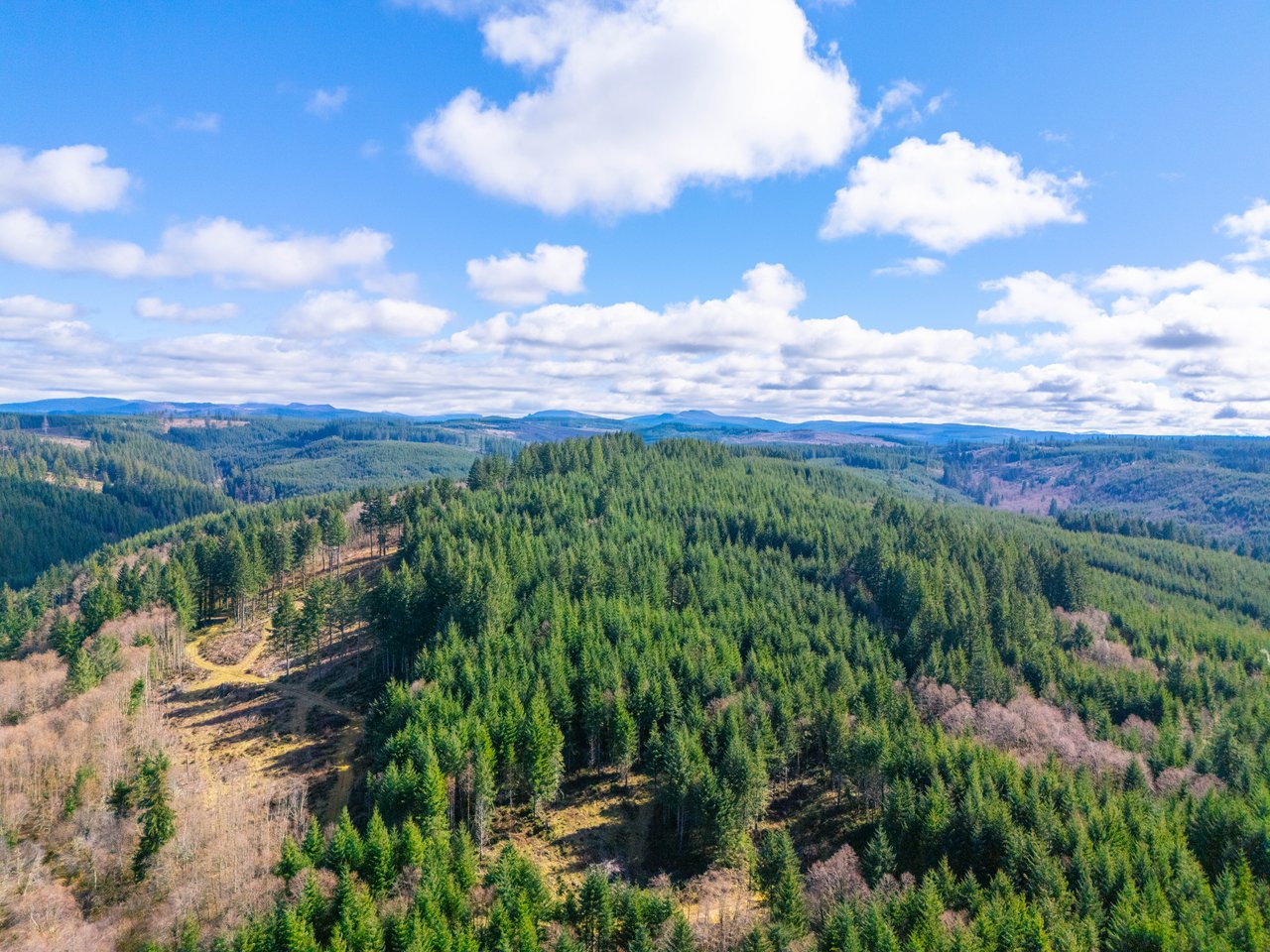 Marion Woods - Auction