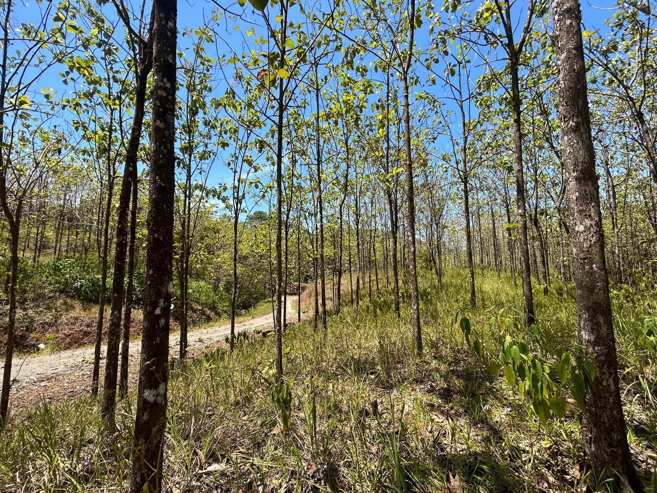 Prime 1.24-Acre Land in Matapalo / San Andrés – Ready to Build