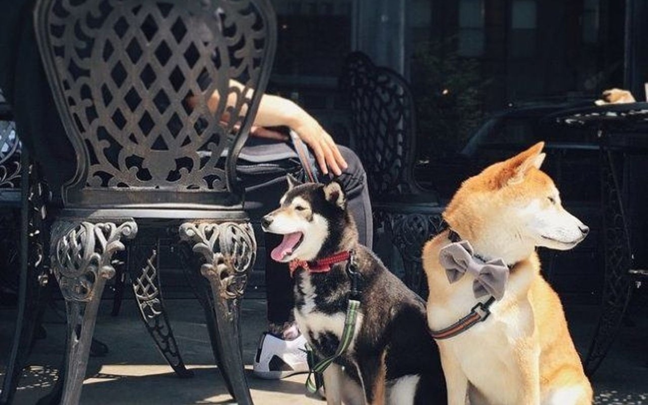 Two dogs sit beside a person at an outdoor café; one wears a gray bow tie.