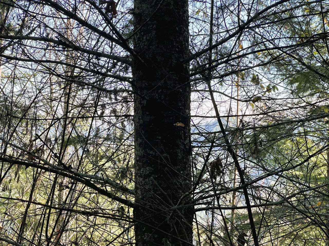 Rust Road Forest