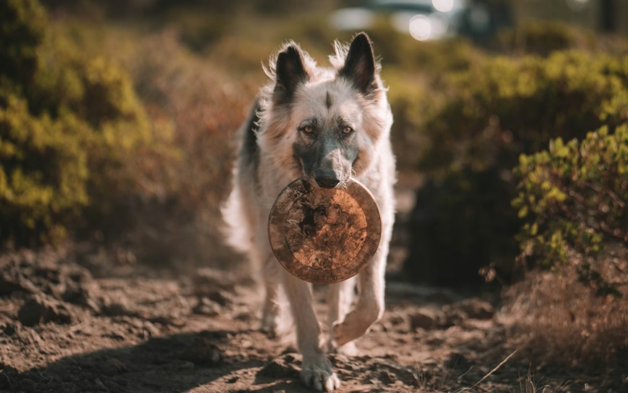 Fun with Your Pets in Lake Oswego