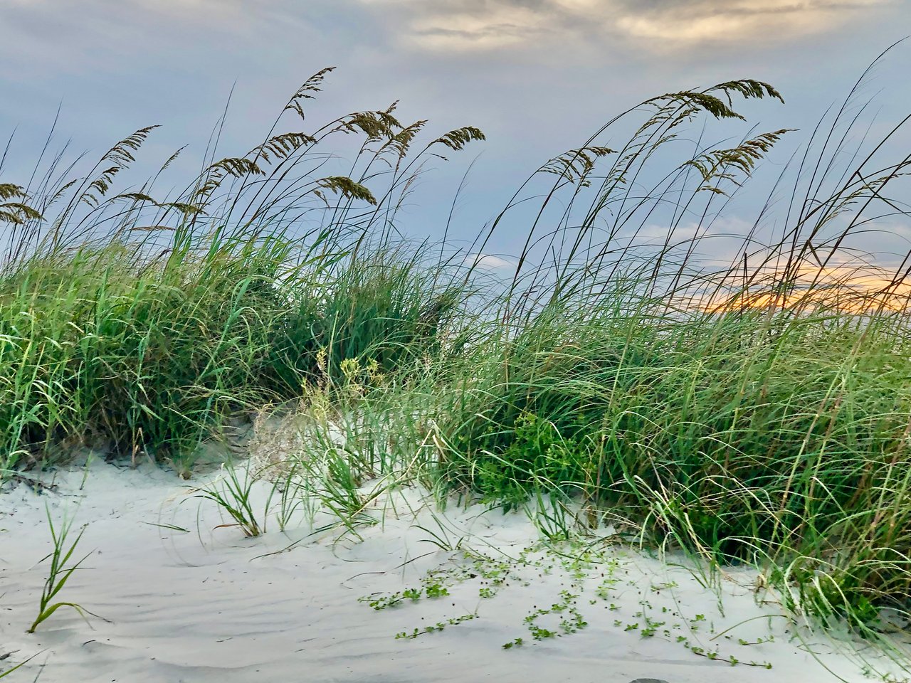Sea oats and dune grasses on a sandy Charleston beach at sunset