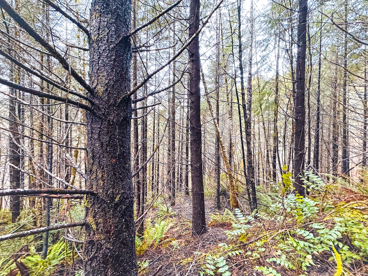 RICHARDSON TIMBER