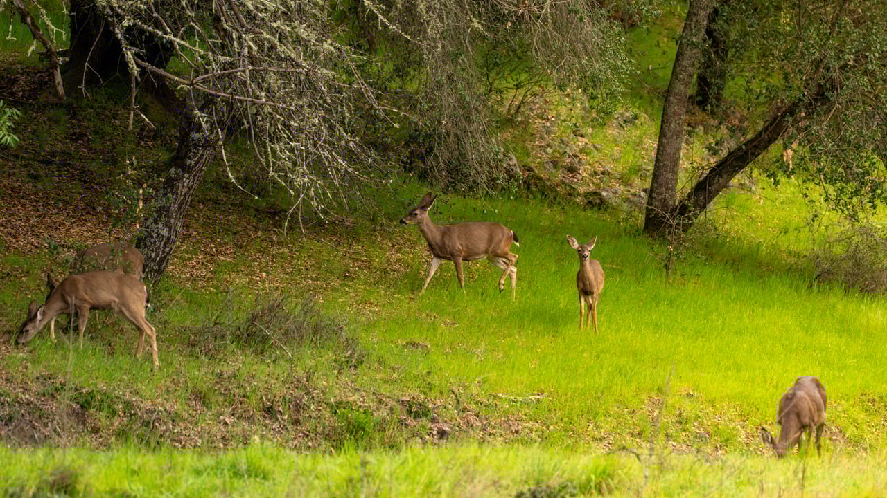 Leslie Creek Retreat
