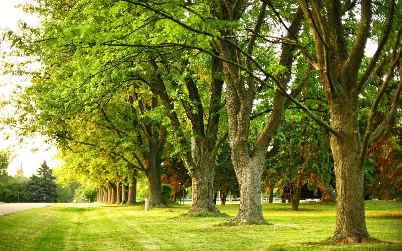 Point Gardens