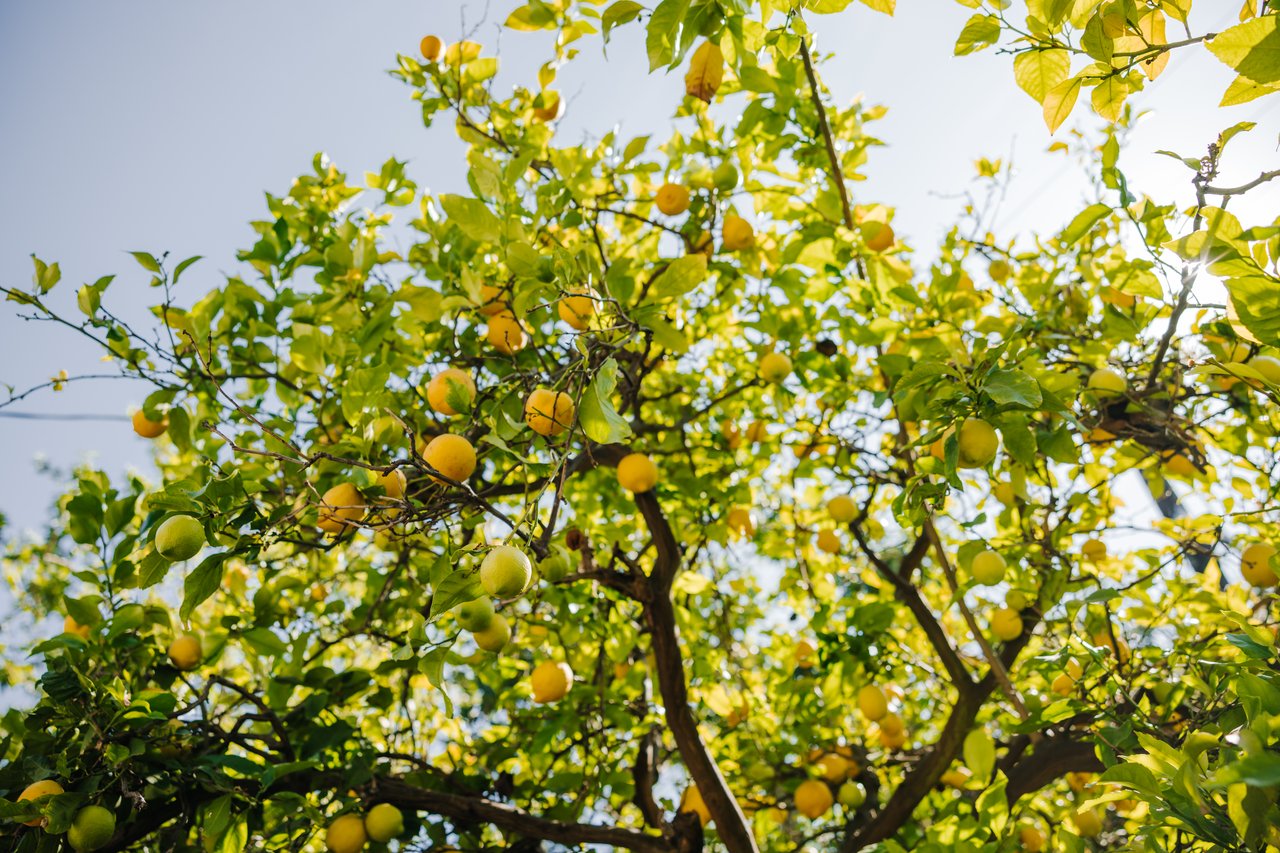 2610 Mandeville Canyon Rd