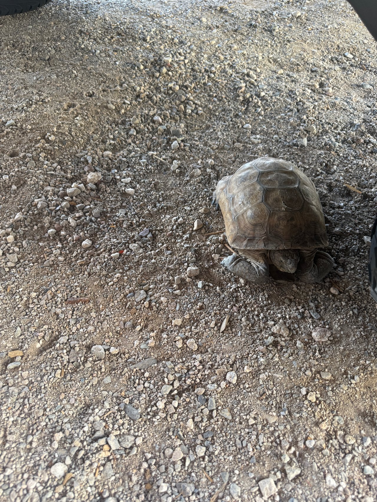 The Quiet Residents of Saguaro Ranch: Protecting the Sonoran Desert Tortoise