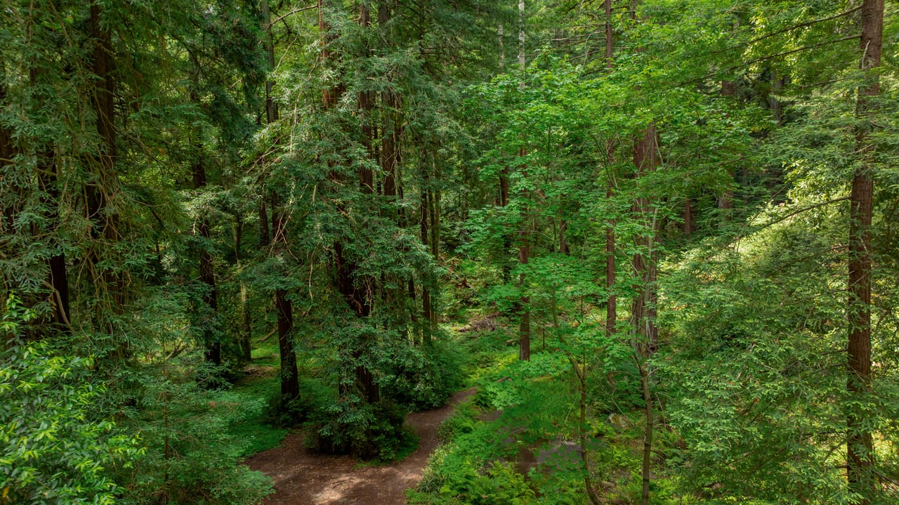 Rare Redwood Acreage in Scotts Valley