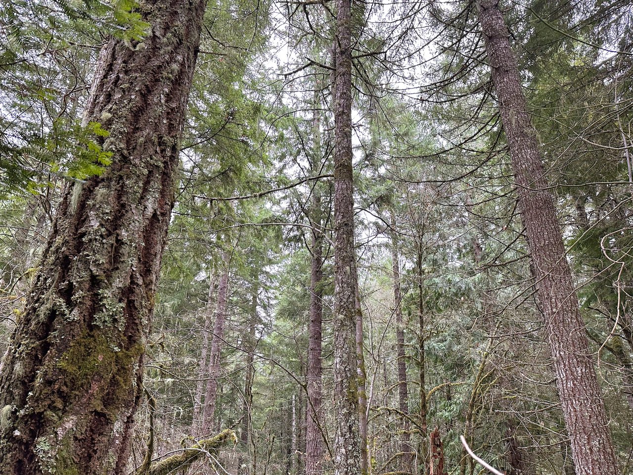 MOSBY CREEK FARM & FOREST