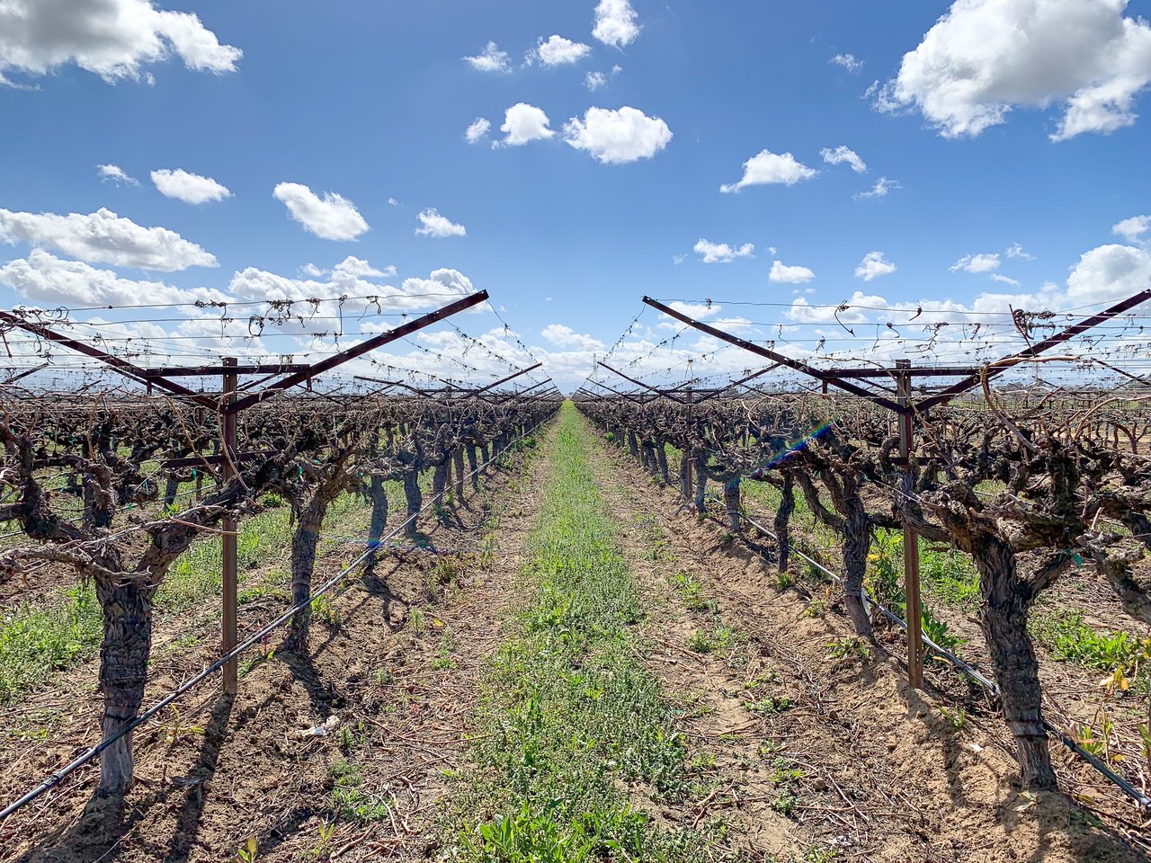 201.30 +/- Acres of Table Grapes and Open Farmland in Arvin Edison Water Storage District