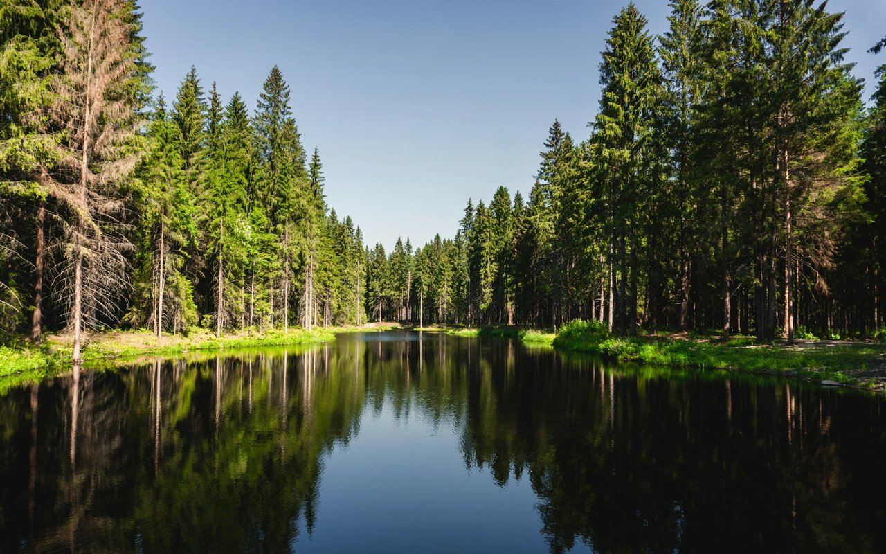 Wooded pond reflecting tall evergreen trees beneath a clear blue sky.
