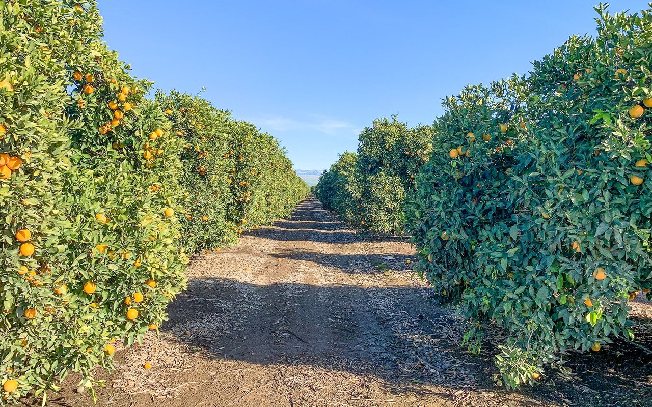 Citrus