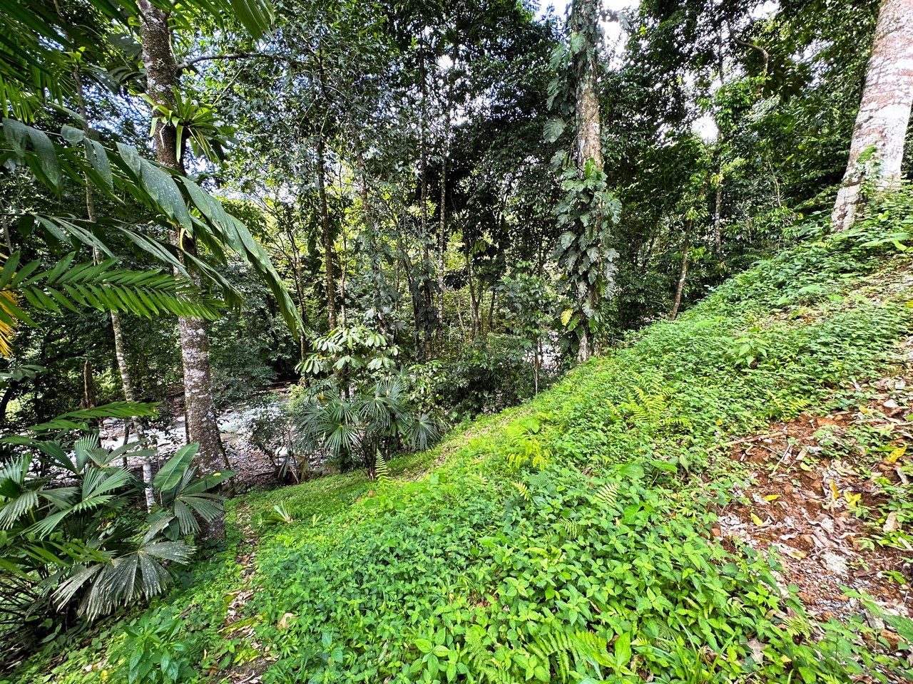 FIRE SALE! Jungle, Rivers, a Waterfall and Panoramic Ocean View