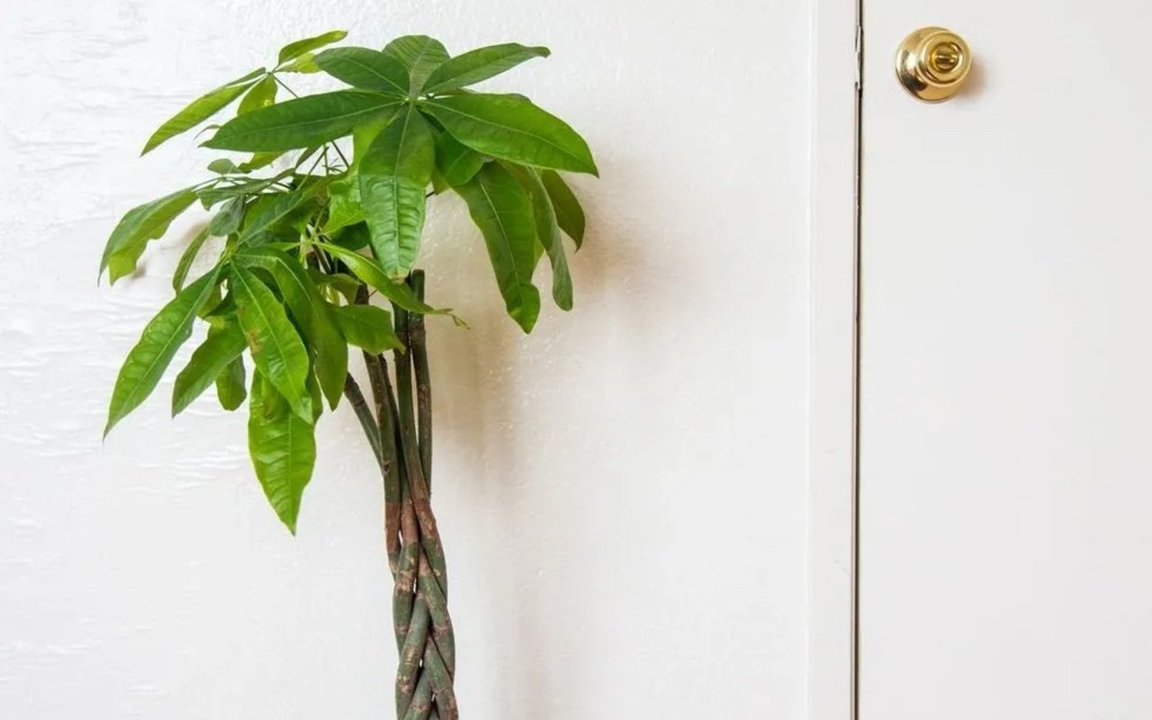 Here’s how To Care for A Money Tree