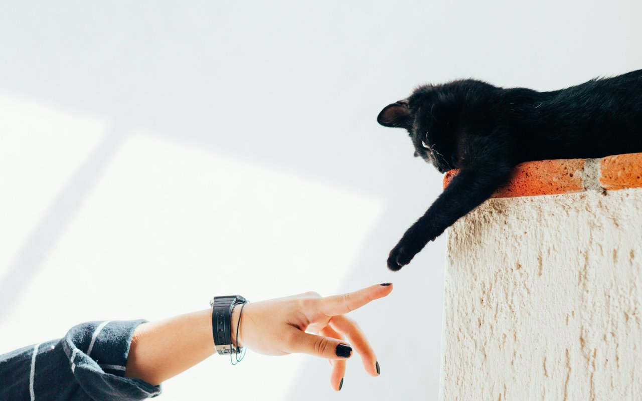 Where to Bring Your Furry Friend
