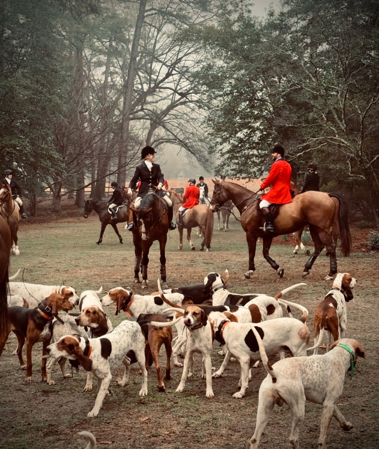 Mounted riders in red coats gather with a pack of hounds in a wooded field.
