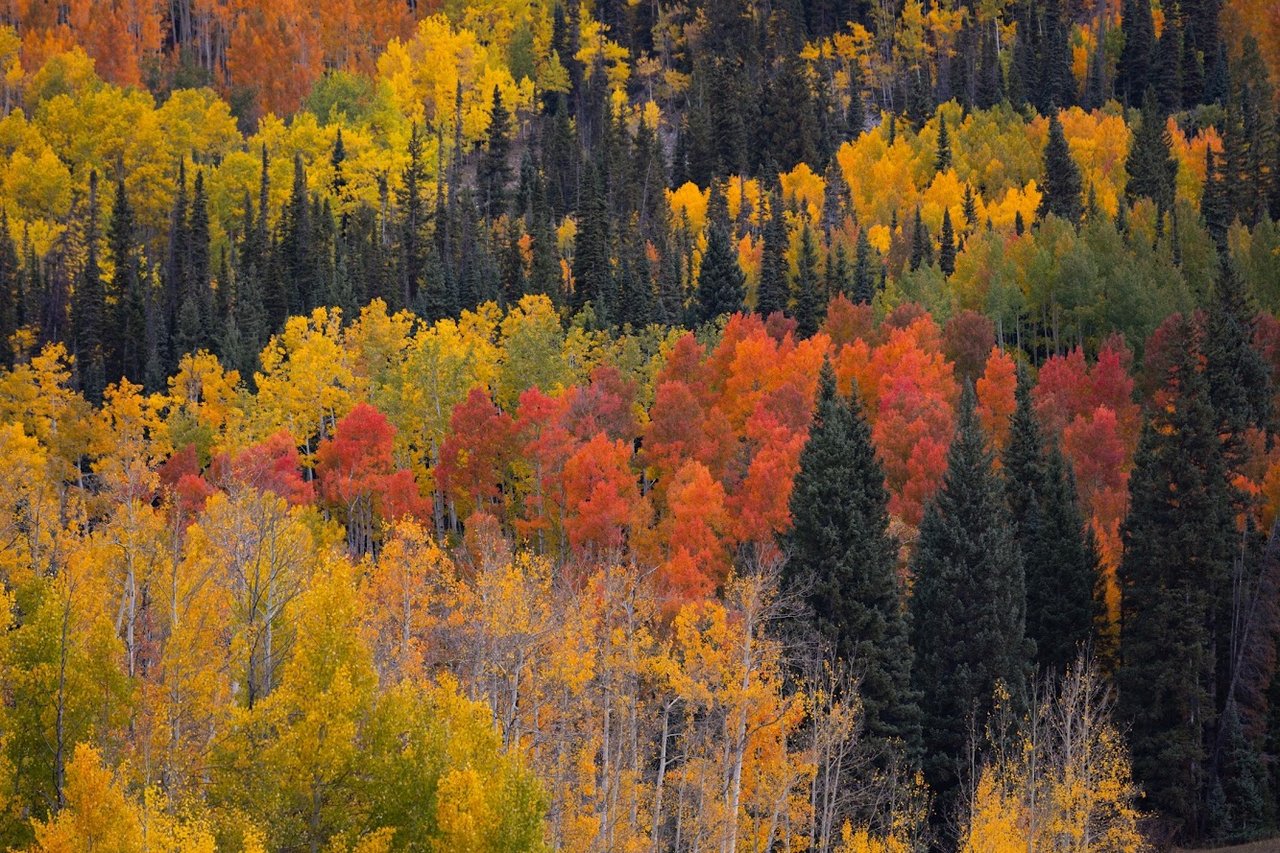 Kebler Pass in the Fall: Colorado’s Golden Wonderland
