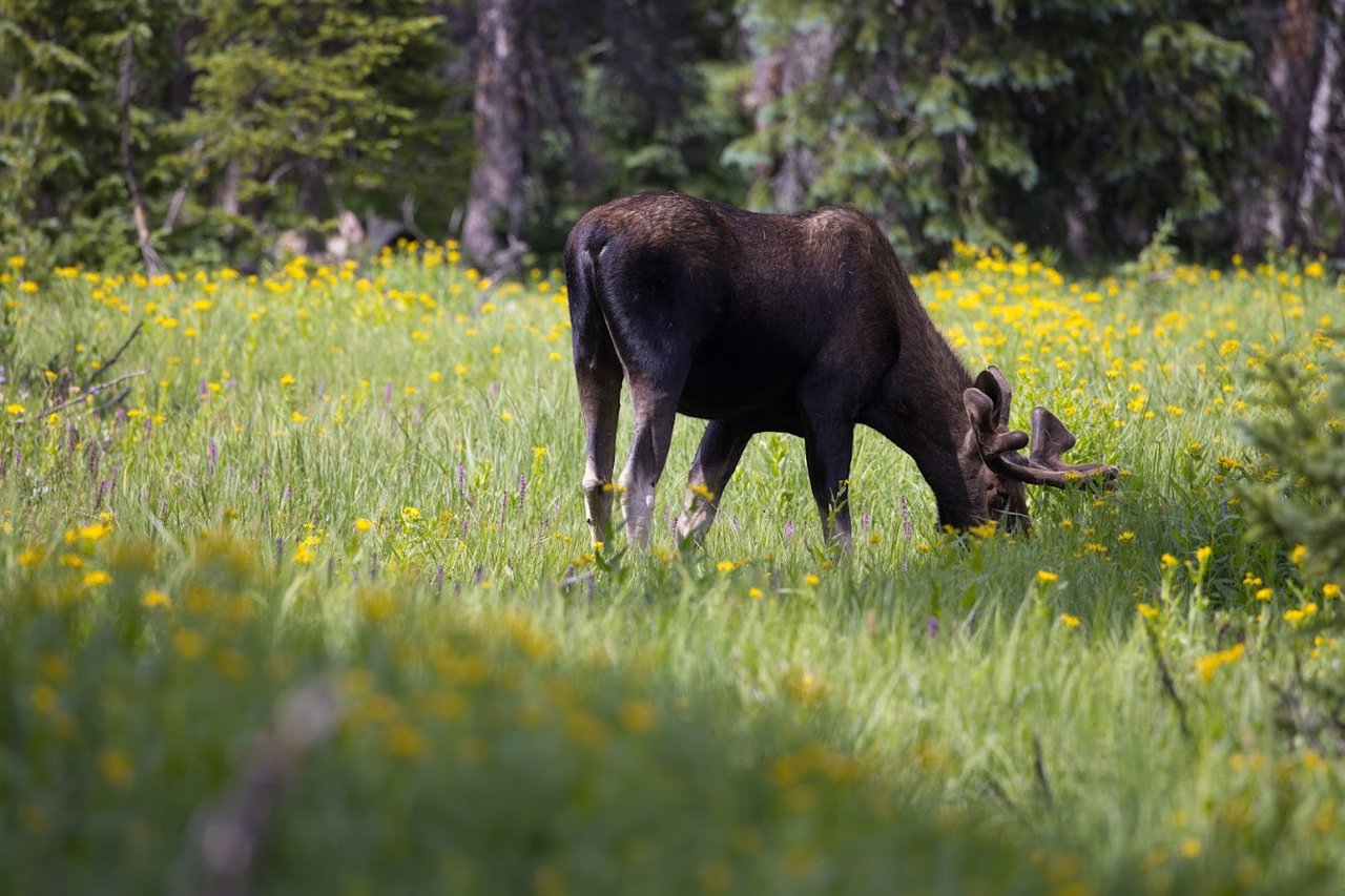 Where the Road Meets the Sky: Driving Trail Ridge Road