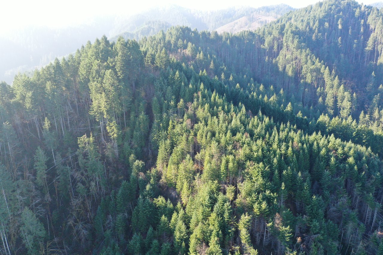 Rust Road Forest