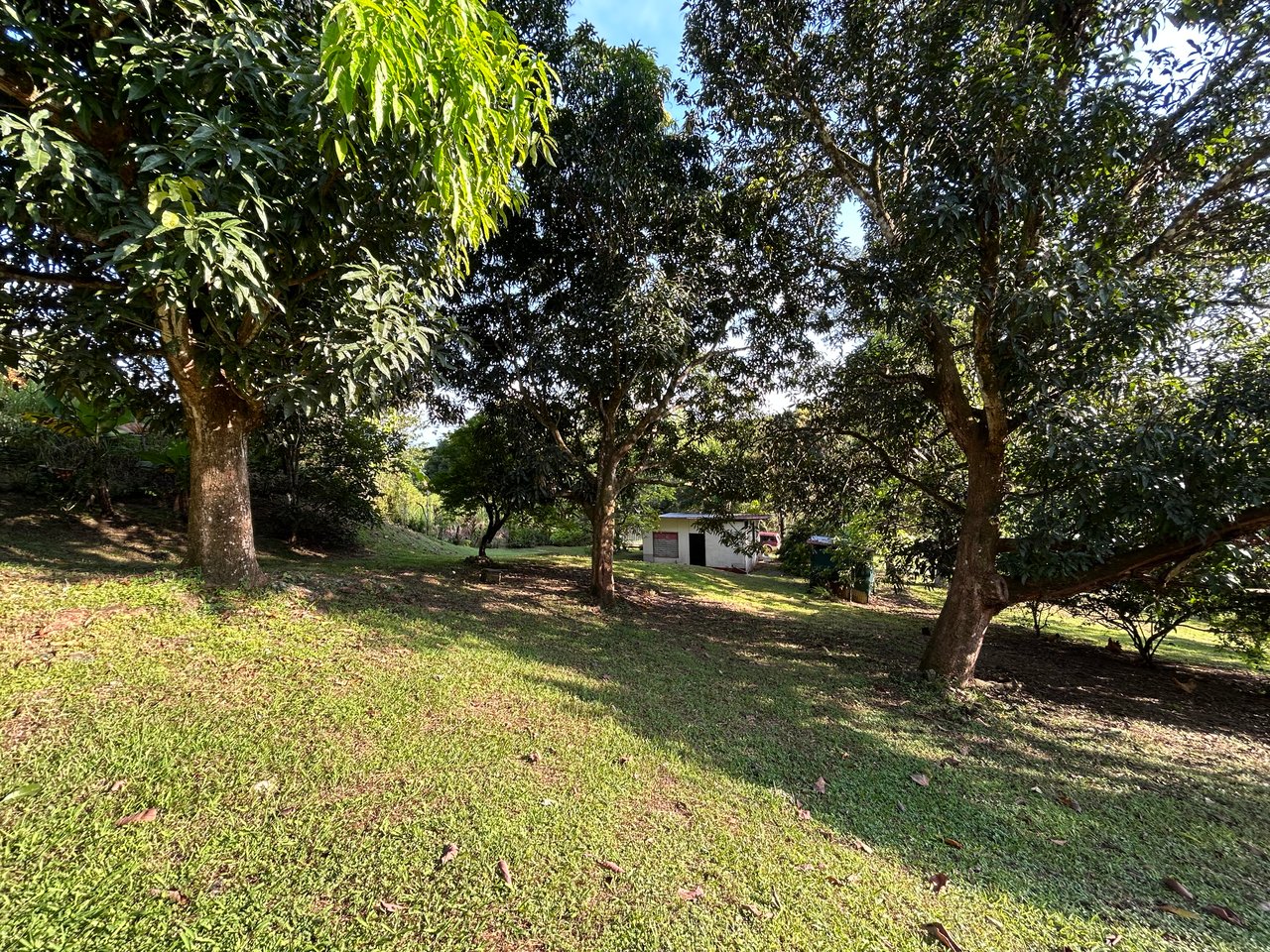 Commercial & Residential Property in Punta Mala with Producing Fruit Trees
