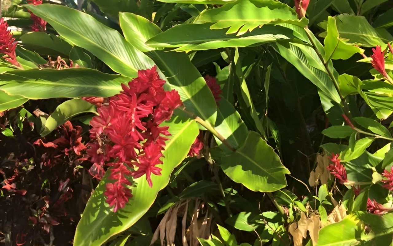Red tropical flowers among broad, sunlit green leaves