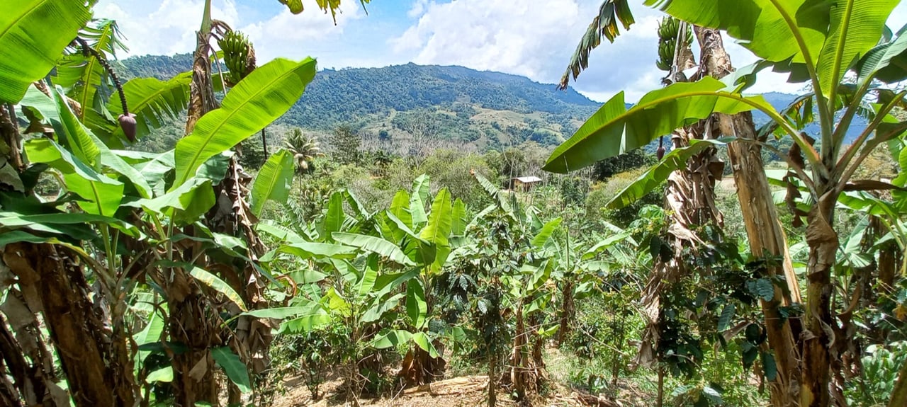 Mountain View Land with Several Building Sites and Mature Fruit Trees