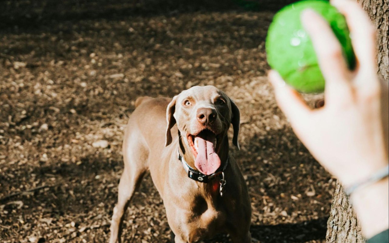 Fun with Your Pets in Indianapolis