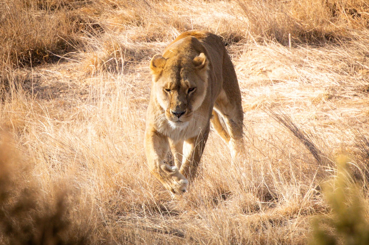 Into the Wild: Monica Breckenridge’s Unforgettable Journey at The Wild Animal Sanctuary Subtitle